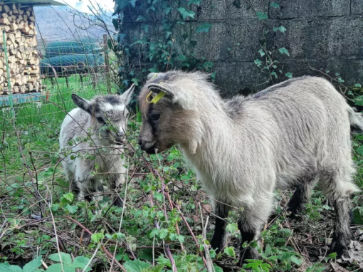 Deux chèvres se tenant dans un champ avec des plantes vertes autour d'elles.