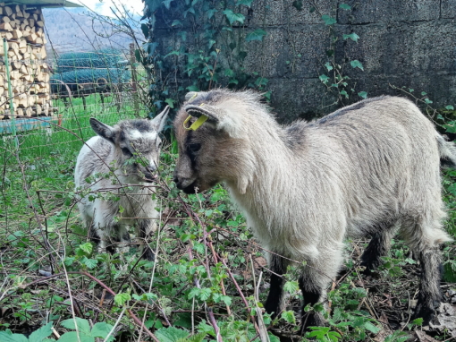Deux chèvres se tenant dans un champ avec des plantes vertes autour d'elles.