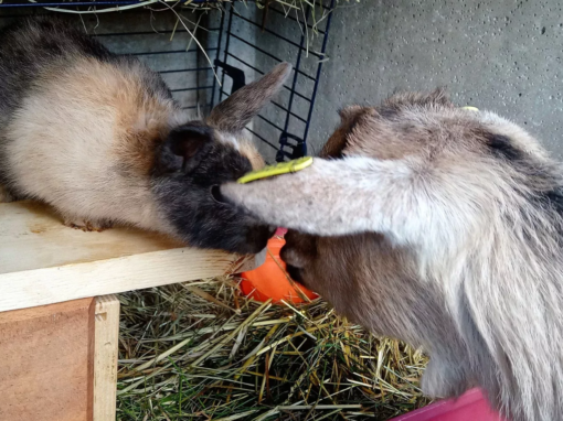 Un lapin et une chèvre se rencontrent près d'une plateforme en bois dans un enclos.