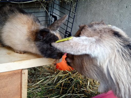 Un lapin et une chèvre se rencontrent près d'une plateforme en bois dans un enclos.