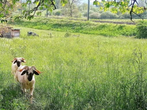 Deux vaches blanches et brunes marchant dans un champ de verdure sous un arbre.