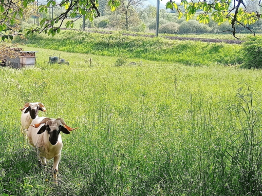 Deux vaches blanches et brunes marchant dans un champ de verdure sous un arbre.