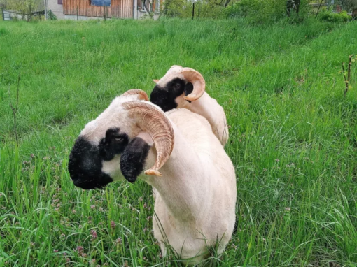 Deux moutons avec des cornes distinctives dans un champ verdoyant.