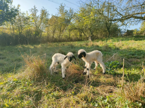 Deux agneaux jouant ensemble dans un champ avec de l'herbe et des arbres en arrière-plan.