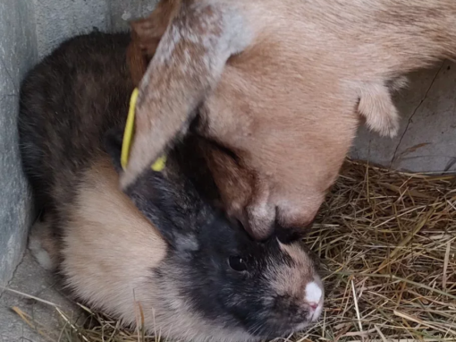 Une chèvre se penche sur un lapin noir et beige dans un enclos avec de la paille.