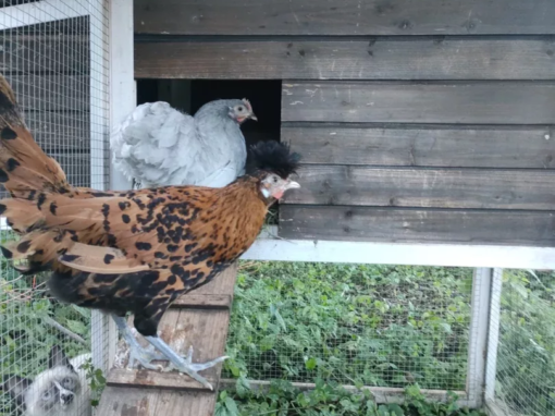 Deux poules, une rousse et une blanche, dans un poulailler en bois avec une rampe d'accès.