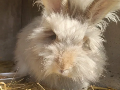 Lapin angora à pelage blanc et crème, avec des oreilles longues et duveteuses, posé sur de la paille.