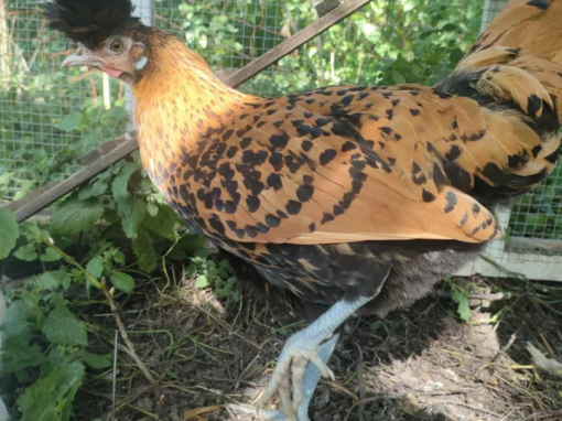 Poule avec plumage orange et noir, se tenant sur le sol dans un enclos.