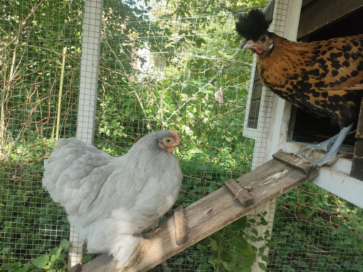 Une poule grise et une poule ornée perchées sur une échelle en bois dans un enclos.