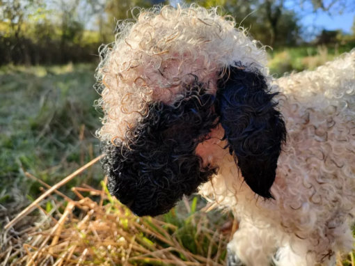 Agneau avec un pelage frisé, présentant une tête noire et un corps blanc, dans un champ.