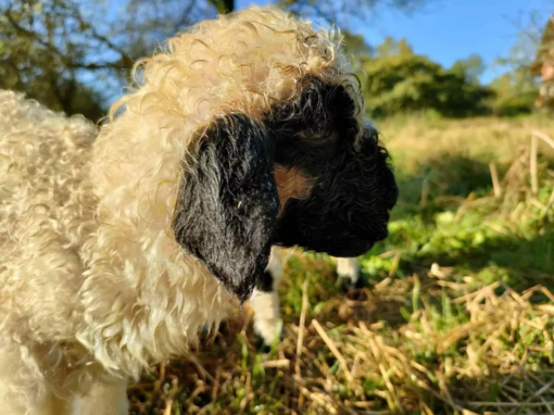 Un agneau avec une toison bouclée et des oreilles noires, se tenant dans un champ.