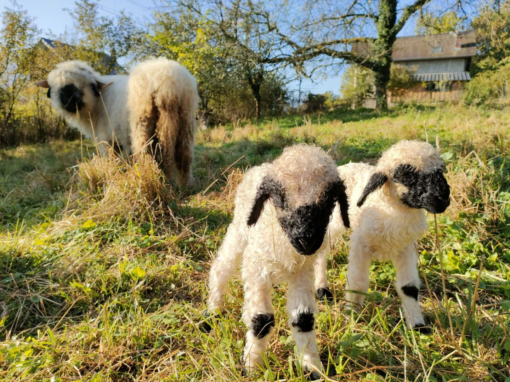 Deux agneaux avec des têtes noires et une brebis dans un champ verdoyant.