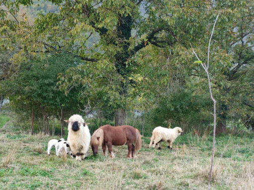 Un groupe de moutons et un poney dans un champ verdoyant avec des arbres en arrière-plan.