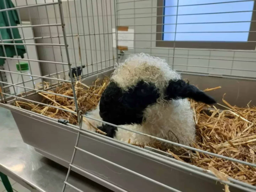 Agneau avec une tête noire et un corps blanc, reposant dans une cage avec de la paille.