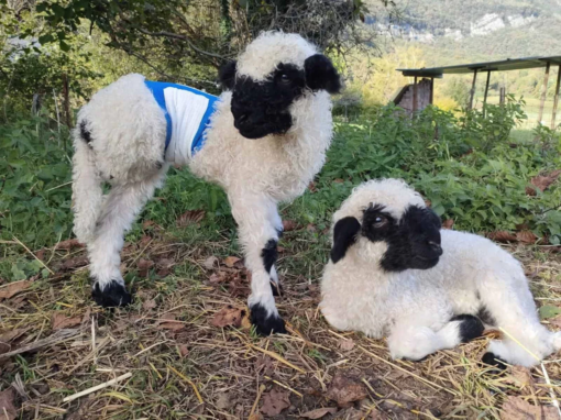 Deux agneaux avec pelage blanc et noir, l'un debout et l'autre couché sur le sol.