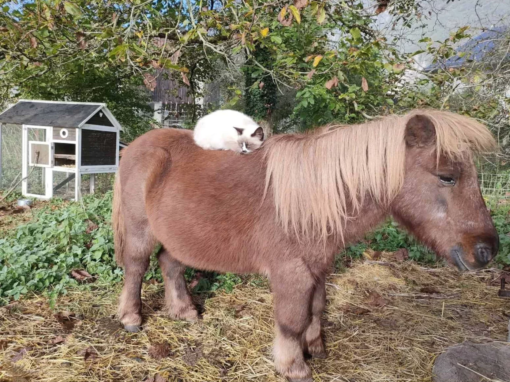 Un poney brun avec un chat blanc dormant sur son dos dans un environnement extérieur.