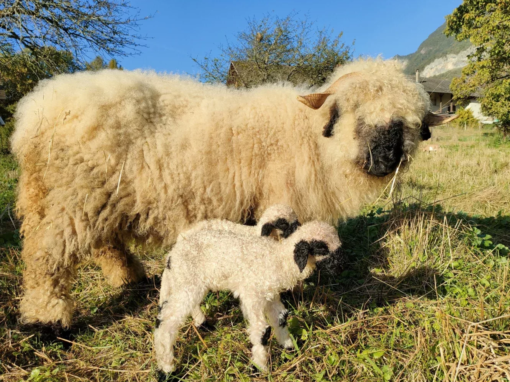 Un mouton adulte avec un agneau dans un champ, tous deux avec un pelage laineux.