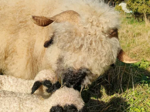 Un mouton adulte avec un agneau dans un champ verdoyant sous un ciel bleu.