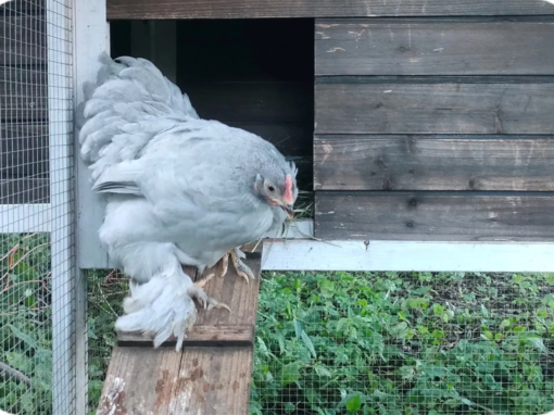 Poule Pekin grise sortant d'un poulailler en bois avec des plumes claires.