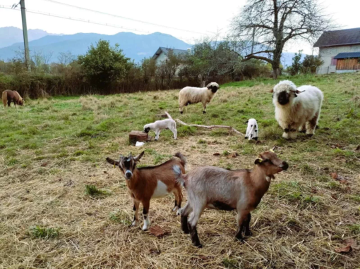 Deux chèvres et des moutons dans un champ avec des collines en arrière-plan.