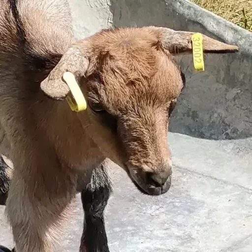 Jeune chèvre avec des oreilles portant des étiquettes jaunes d'identification dans une ferme.