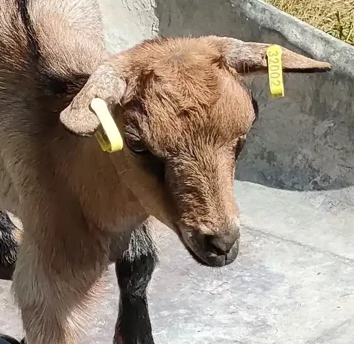 Jeune chèvre avec des oreilles portant des étiquettes jaunes d'identification dans une ferme.