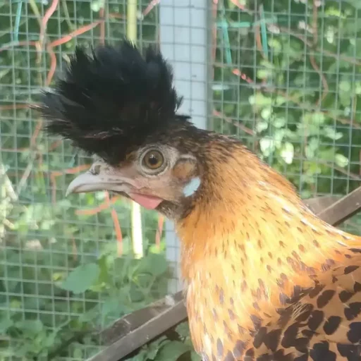Poule avec un plumage doré et une crête noire, vue de profil dans un enclos.