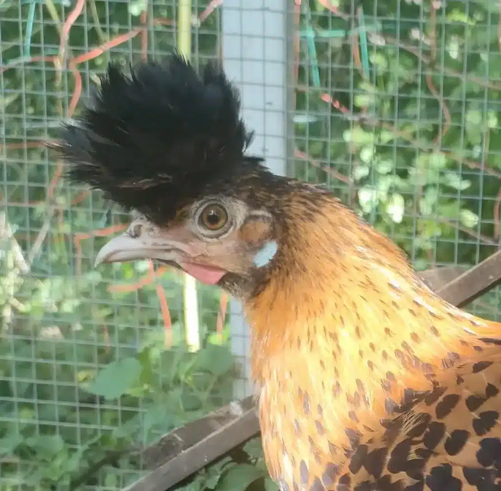 Poule avec un plumage doré et une crête noire, vue de profil dans un enclos.