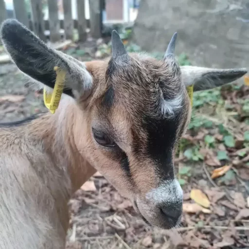 Jeune chèvre avec des oreilles marquées et un pelage brun clair, regardant vers l'objectif.