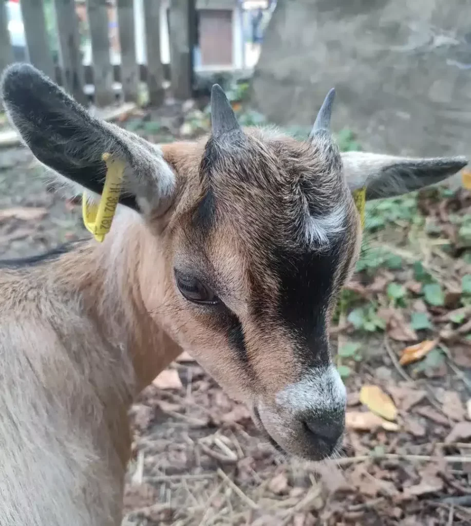 Jeune chèvre avec des oreilles marquées et un pelage brun clair, regardant vers l'objectif.