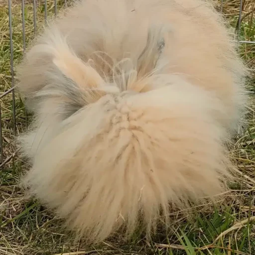 Lapin à poils longs de couleur crème vu de dos, avec une fourrure douce et ébouriffée.