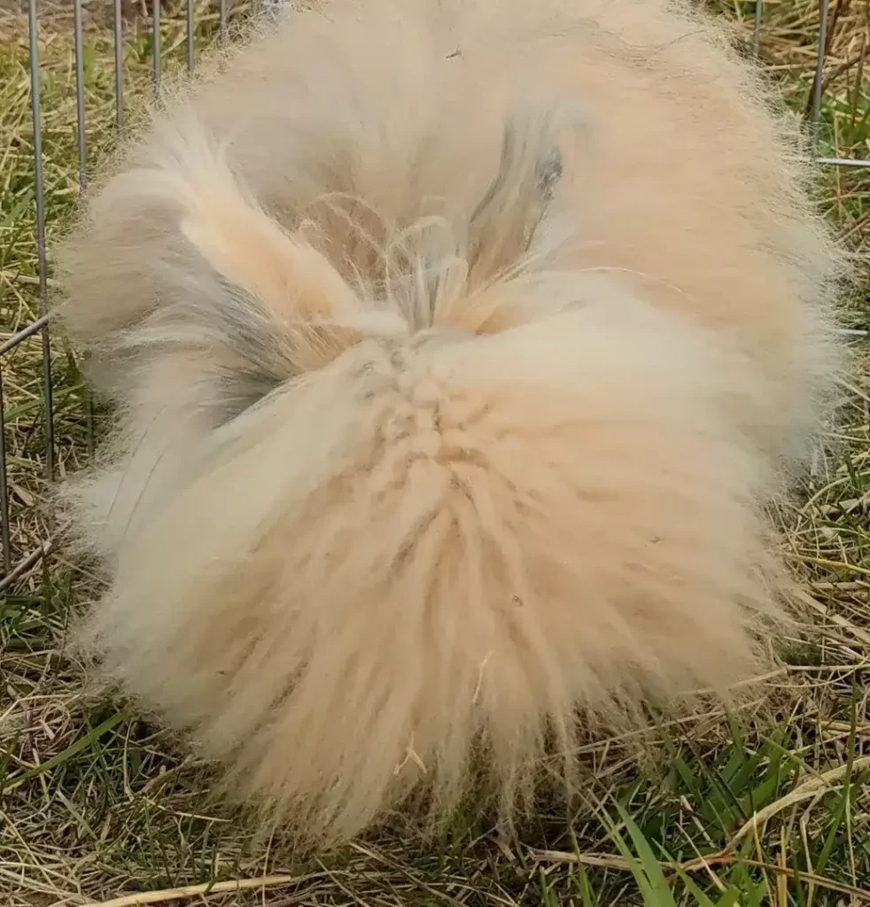Lapin à poils longs de couleur crème vu de dos, avec une fourrure douce et ébouriffée.