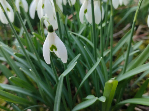 Fleurs de perce-neige blanches avec des feuilles vertes, poussant en groupe sur le sol.