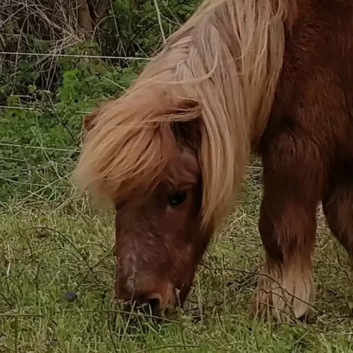 Un poney miniature avec une crinière blonde broutant de l'herbe dans un champ.