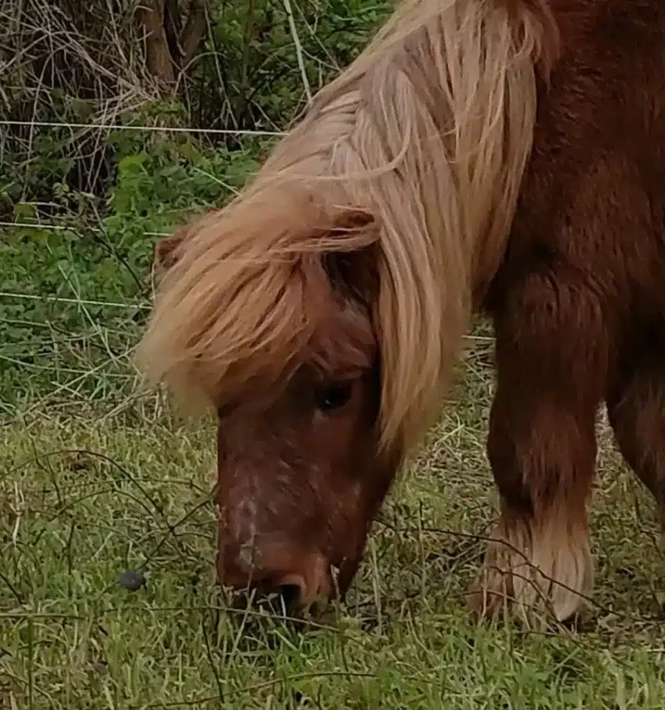 Un poney miniature avec une crinière blonde broutant de l'herbe dans un champ.