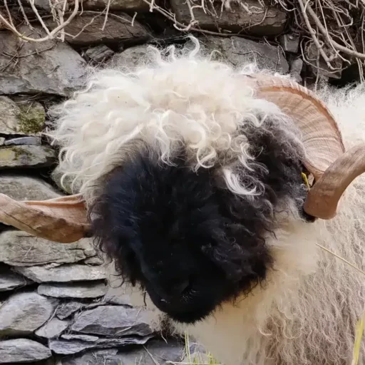 Mouton à la laine blanche et noire avec des cornes en spirale sur un fond de pierres.