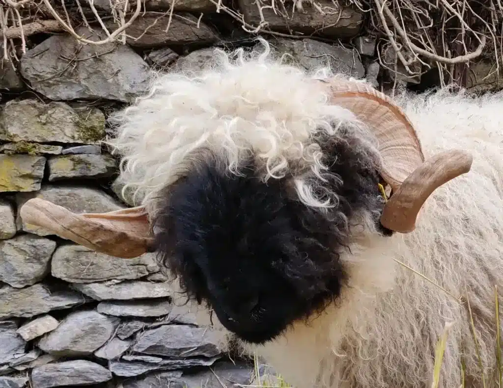 Mouton à la laine blanche et noire avec des cornes en spirale sur un fond de pierres.