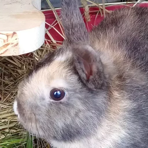 Un lapin gris et beige avec des yeux clairs, posé sur du foin dans un enclos.