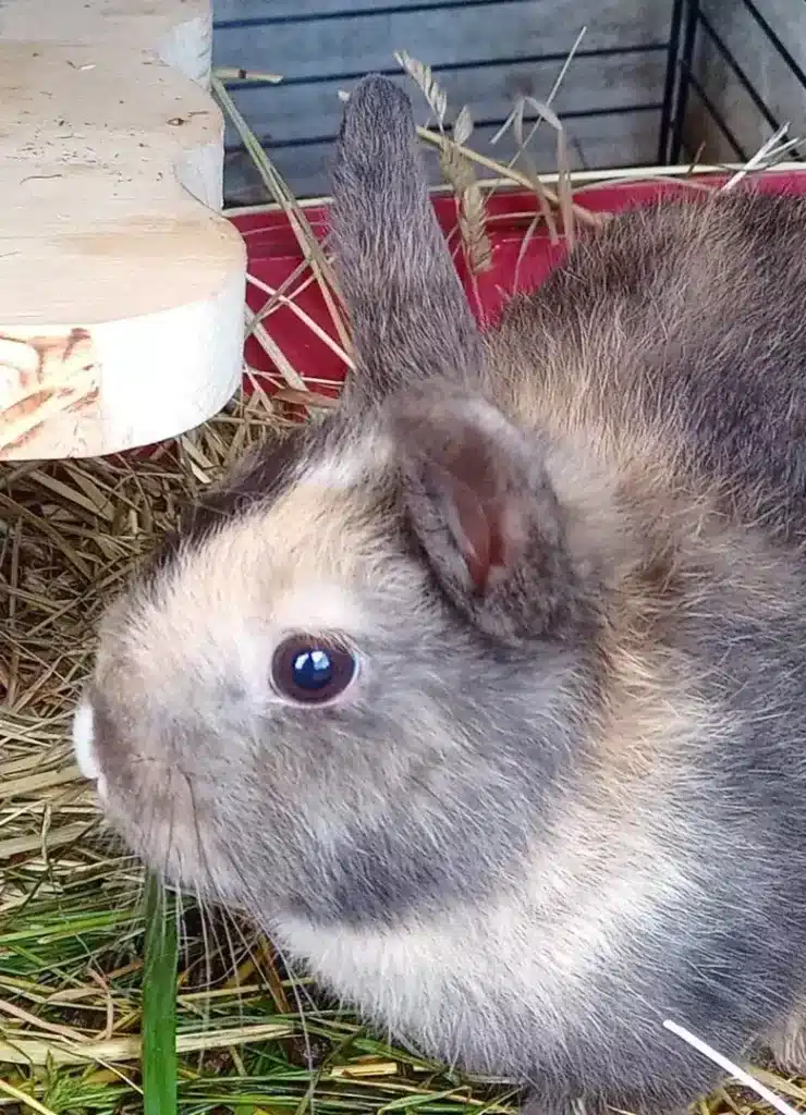 Un lapin gris et beige avec des yeux clairs, posé sur du foin dans un enclos.