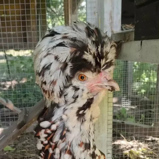 Poule avec un plumage noir et blanc et une crête volumineuse dans un enclos.