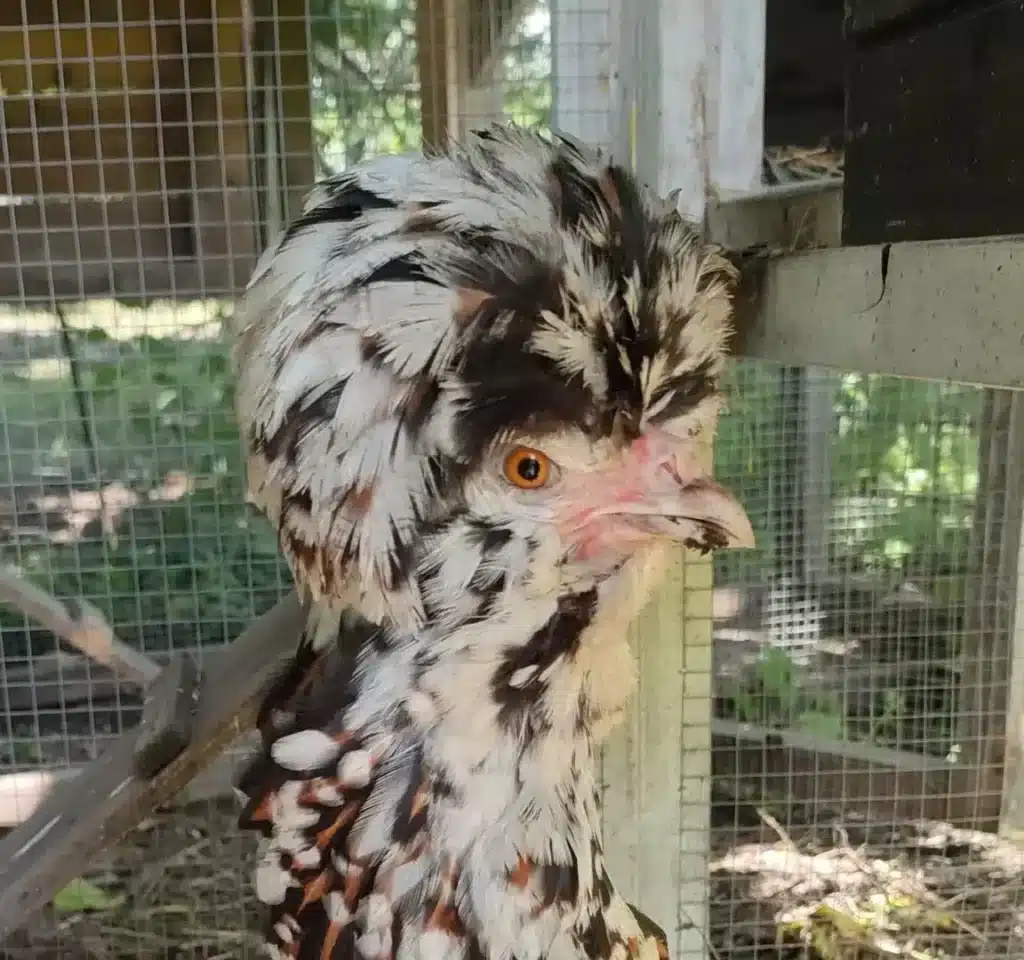 Poule avec un plumage noir et blanc et une crête volumineuse dans un enclos.