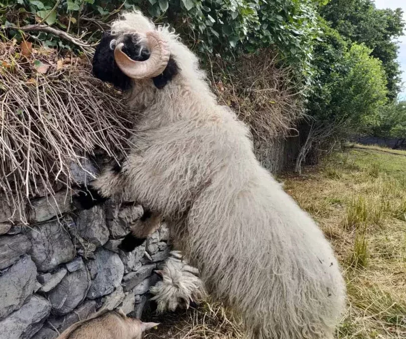 La tonte : Où comment se préparer pour la chaleur