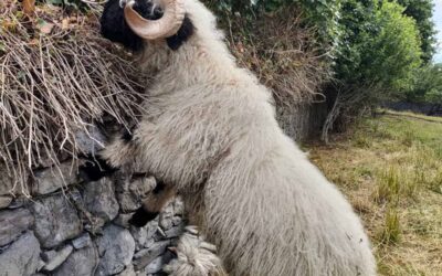 La tonte : Où comment se préparer pour la chaleur