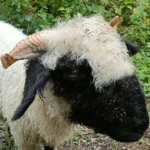 Un mouton avec un pelage bouclé et des cornes distinctives sur la tête.