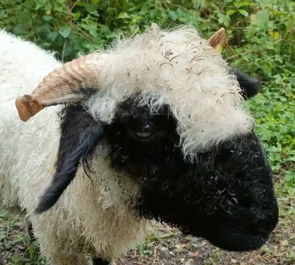 Un mouton avec un pelage bouclé et des cornes distinctives sur la tête.