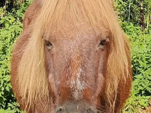 Poney brun avec une crinière blonde, regardant directement l'objectif de la caméra.