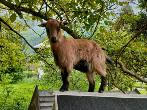 Chèvre brune se tenant sur un abri en bois sous un arbre avec des feuilles vertes.