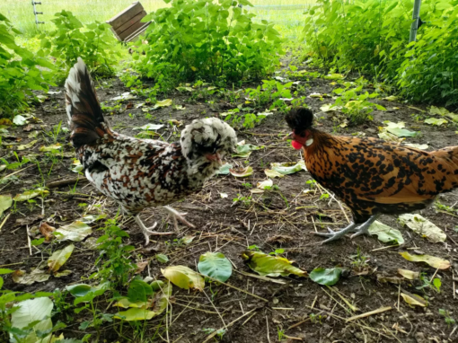 Deux poules, l'une avec des plumes blanches et noires, l'autre avec des plumes brunes et noires, se tenant dans un jardin.