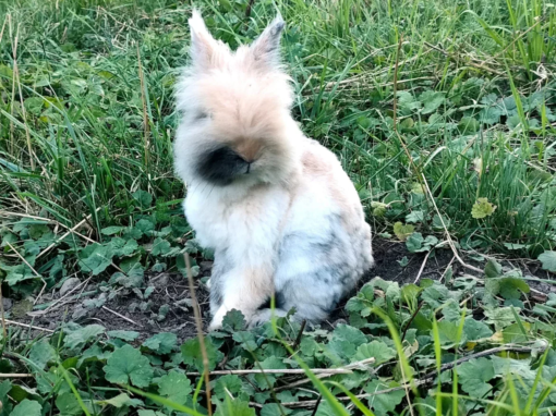 Un lapin assis sur le sol, entouré d'herbe et de feuilles vertes.