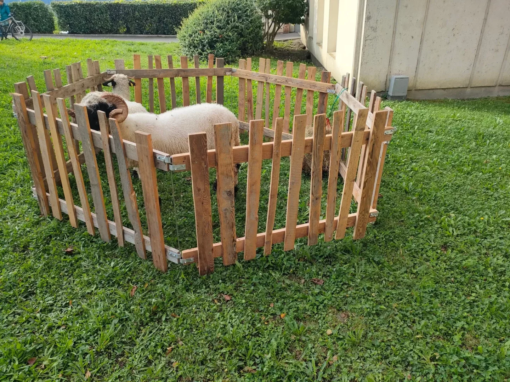 Mouton à cornes dans un enclos en bois sur une pelouse verte.